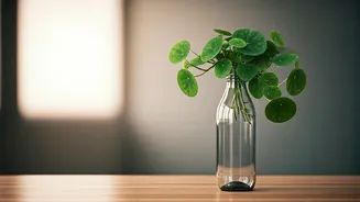 Repurpose Clear Glass Bottles Into Classy Money Plant Desktop Holders