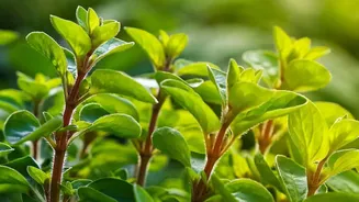 Which Common Plants Grow Well From Cuttings: A Closer Look