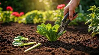 June Is The Month To Tidy Plants