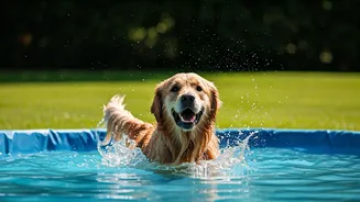 Young Pet Parents Book Splash Pool Boardings This Weekend