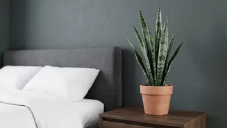 Why small bedrooms need air-purifying house plants to counteract synthetic furniture off-gassing and dust build-up