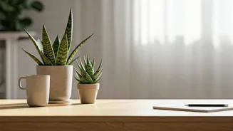 Boost Your Office Vibes: Top Desk Plants for Positivity & Productivity