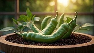 Harvest Fresh Green Chilies Using Organic Potting Mix In Tubs