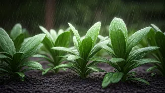 Indian Rain Makes These Garden Plants Happy