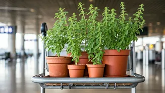 Flying Flora: Navigating Plant Policies on Indian Flights