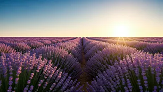 Bhaderwah's Purple Revolution: Lavender Festival 2026 to Showcase Economic Transformation