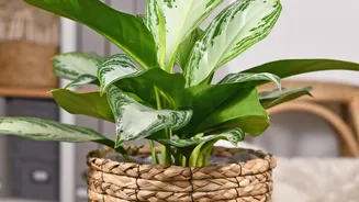 How Smart Indoor Plant Choices Elevate Compact Work-From-Home Spaces With Refreshing Natural Greenery
