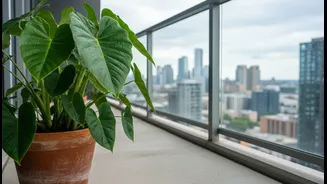 Essential monsoon checklist helps protect balcony tropical plants from dangerous root rot