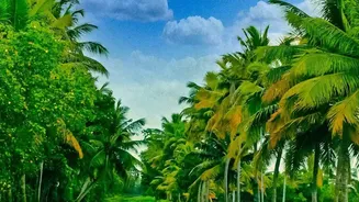 Why Munroe Island Homestays Are Top Pick For Quiet Backwater Holidays