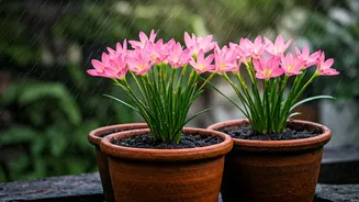 Monsoon Pots Come Alive With Rain Lilies