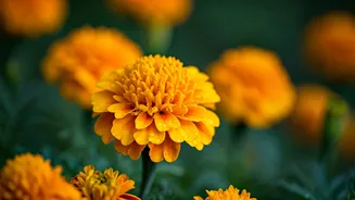 Pest Control Never Looked As Pretty As Marigolds