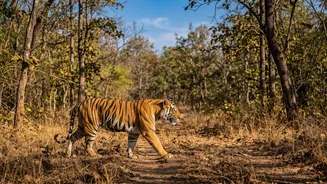 IRCTC's Maharashtra Wildlife Tours Begin With Mumbai CSMT Departures