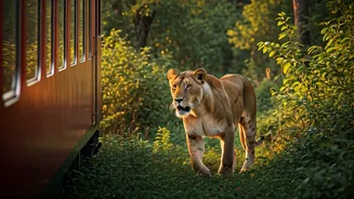 Immersive Train Safari: Experience Gir's Lions Like Never Before!