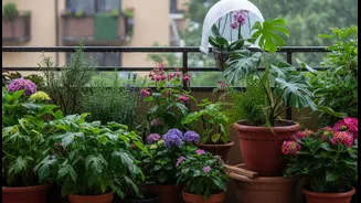 Easy Rainy Season Fixes That Help Balcony Plants Grow Stronger