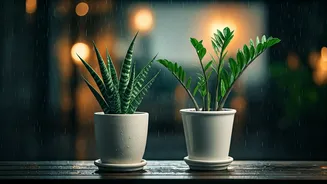 Monsoon Care Tips For Low-Maintenance Houseplants