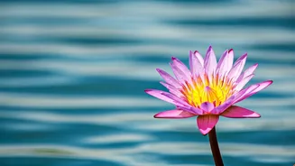 Skanda Shashti 2026: Understanding the Auspicious Day