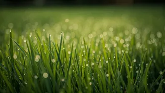 Natural Public Park Lawns Host Viral Barefoot Alignment Movements