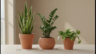 Hardy Houseplants That Need Minimal Attention