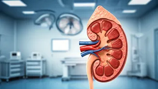 Kidney Health: How to Spot Early Warning Signs