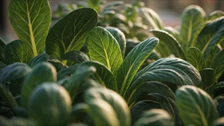 Heat-Tolerant Greens Are Saving Indian Balconies Now