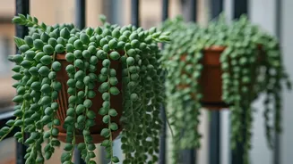 North Facing Balcony Spaces Trend Using Trailing String Of Pearls