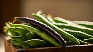 Seasonal Beans Are Fresh, Tasty And Nutritious