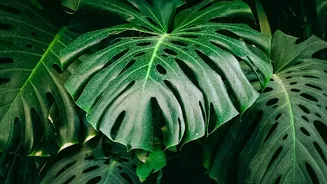 Understanding Tropical Home Garden Plants: How To Mix Tropical Plants And Foliage