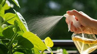 Balcony Gardeners Swap Synthetic Food For Homemade Banana Spray