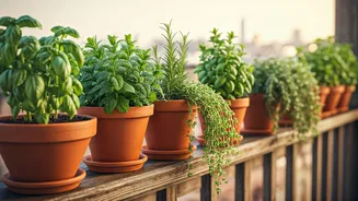 Balcony Herbs Are The Beginner Plant Flex