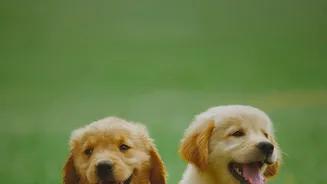 Smaller Cities Are Emerging As A New Growth Area For India’s Petcare Businesses