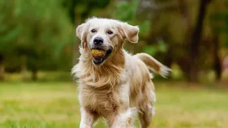 Pet Care Experts Highlight Hidden Monsoon Risks During Outdoor Walks