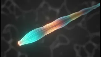 Why Muscles Need Recovery To Grow Stronger