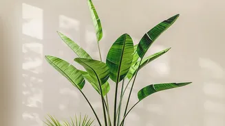 Regular Houseplant Rotation Works Best When Matched To Each Plant's Light Needs