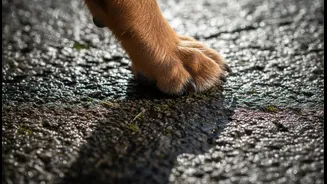 How Urban Hardscapes Retention Moisture Accelerating Fungal Spore Transfer To Vulnerable Dog Paws