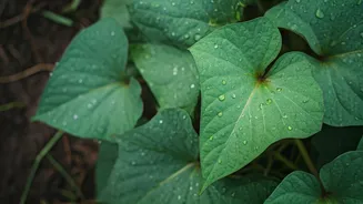 Unlock the Power of Sweet Potato Leaves: A Superfood You're Probably Ignoring
