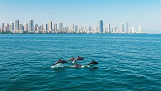 Worli Sea Face's Delight: Dolphins Spotted, Mumbaikars Cheer!