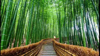 Aranya: A Manmade Forest Oasis in Auroville