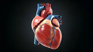 Heart's Healing: Aussie Study Unlocks Muscle Regrowth After Attack