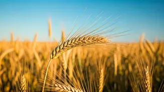 Goldilocks & Agriculture: How India Kept Food Inflation at Bay