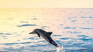 Satapada Is the Main Gateway for Dolphin Boat Trips on Chilika Lake