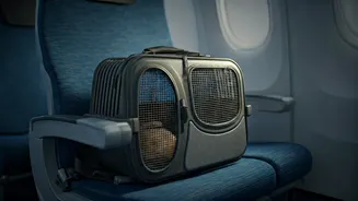 Airlines Have Entered The Pet-Policy Chat