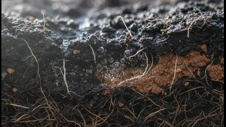 Air Pockets Matter: Saturated Soil Can Quietly Stress Monsoon Plant Roots