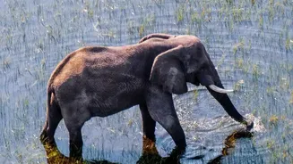 Botswana's Luxury Safari Story Begins With Conservation-Led Locations
