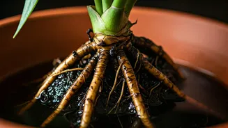 Waterlogged Roots Do Not Recover Easily, Gardeners