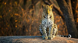 Leopard Hotspots in India: Unveiling the Top 5 Prime Locations for Wild Sightings