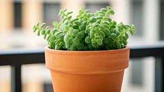 Balcony Pots Need Drainage Before More Plants