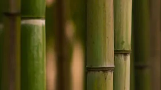 5 Assamese bamboo shoot recipes you need to try