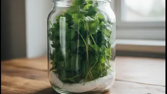 How Enclosing Coriander In Airtight Jars With Absorbent Paper Traps Heavy Monsoon Dampness