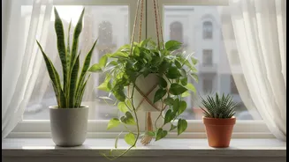 Start With Three Plants You Will Actually Use And Maintain