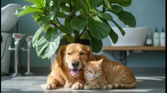 Urban Pet Care Needs A Plan For Monsoon, Heat And Seasonal Grooming